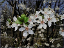 Wilde Kirschblüten