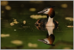 Haubentaucher (Podiceps cristatus)