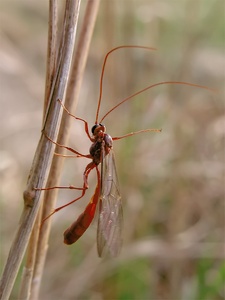 Noch ein ~ Wegweiser ~   Hymenoptera indet. - ND