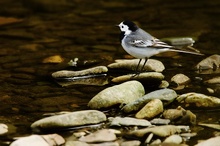 Motacilla alba alba [ND]