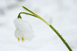 (Fast) tagesaktuell: Märzenbecher unter der Schneehaube ND