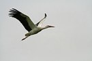 ND Storch