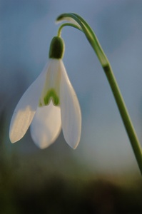 Schneegloeckchen