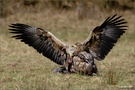 Seeadler (Haliaeetus albicilla) KD