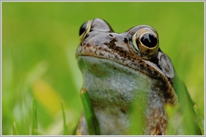 Grasfrosch (Rana temporaria)