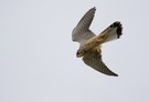 Turmfalke (ND)