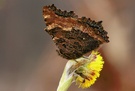 Aglais urticae L.