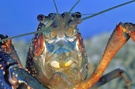 Procambarus clarkii, Roter Amerikanischer Sumpfkrebs
