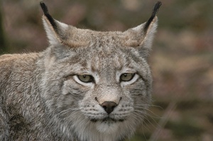 ZO: Luchs