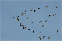 Weißwangengans (Branta leucopsis) syn. Nonnengans