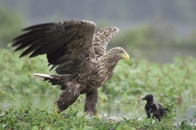 Seeadler und Nebelkrähe KD