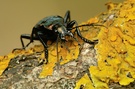 Carabus  granulatus