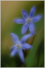 Schneestolz (Chionodoxa luciliae), Doppelbelichtung