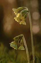 Primula elatior ND