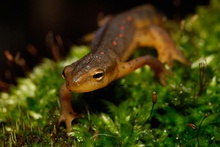 Red-spotted Newt (Molch) (ND)
