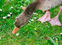 Gänse-Blümchen KD