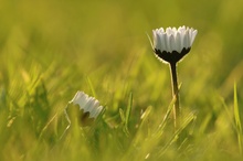 Gänseblümchen ND