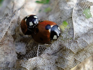 Marienkäfer EBV