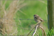 weibl. Schwarzkehlchen  *Saxicola torquata* [ND]