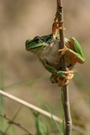 Laubfrosch (ND)