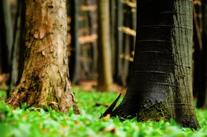 Bärlauchwald [ND] EBV
