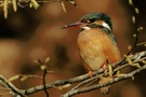 Eisvogel in Buche - Experiment