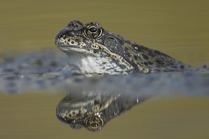 Grasfrosch - ND