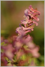 Hohler Lerchensporn (Corydalis cava)