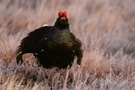 Birkhahn