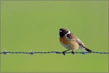 männl. Schwarzkehlchen *Saxicola torquata* [ND]