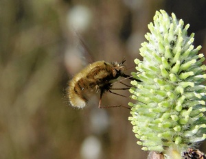 Großer Wollschweber / Bombylius major / ND