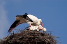 Am Nest ND