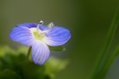 Persischer Ehrenpreis ( Veronica persica )