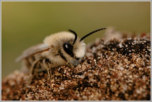 Weiden Seidenbiene (Colletes cunicularius)