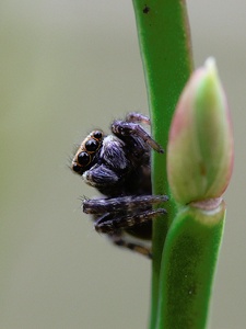 ND: Springspinne