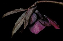 Helleborus (KD)