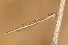 Gemeine Winterlibelle (Sympecma fusca) ND