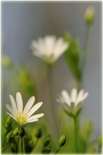 Echte Sternmiere (Stellaria holostea)