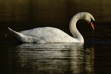 Höckerschwan (Cygnus olor)