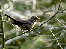 Amsel, KD