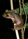 Baumfrosch auf Madagaskar (ND)