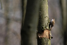 Gartenbaumläufer (Certhia brachydactyla)