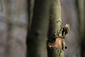 Gartenbaumläufer (Certhia brachydactyla)