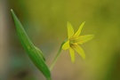 Waldgoldstern (ND)