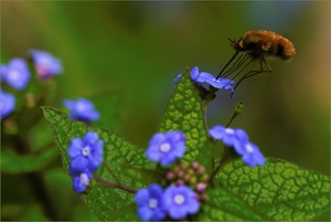 Grosser Wollschweber (Bombylius major) ND