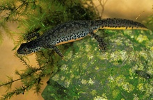 Bergmolch (Triturus alpestris)