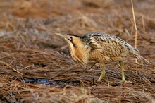 Rohrdommel (Botaurus stellaris)