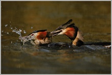 Revierkämpfe bei den Haubentauchern (Podiceps cristatus)