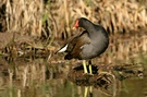 Teichhuhn (Gallinula chloropus) ND