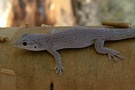 Gekko auf Baumstamm (ND)